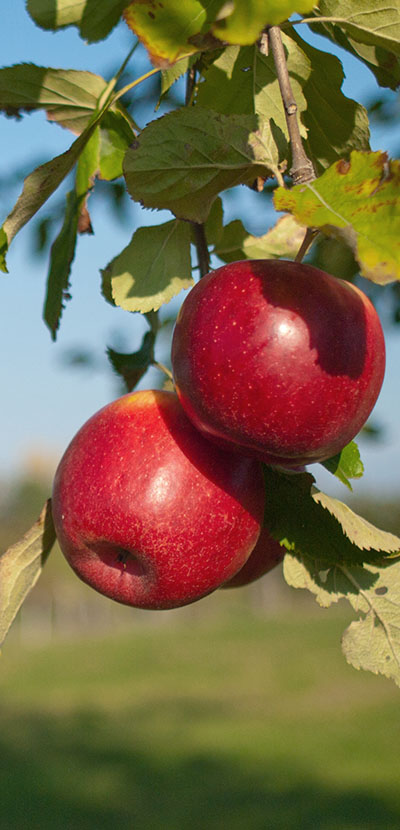 Organic Apples - 1LB – Fresh by 4Roots